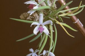 Lpts. bicolor Diamond Orchids AM 80 pts